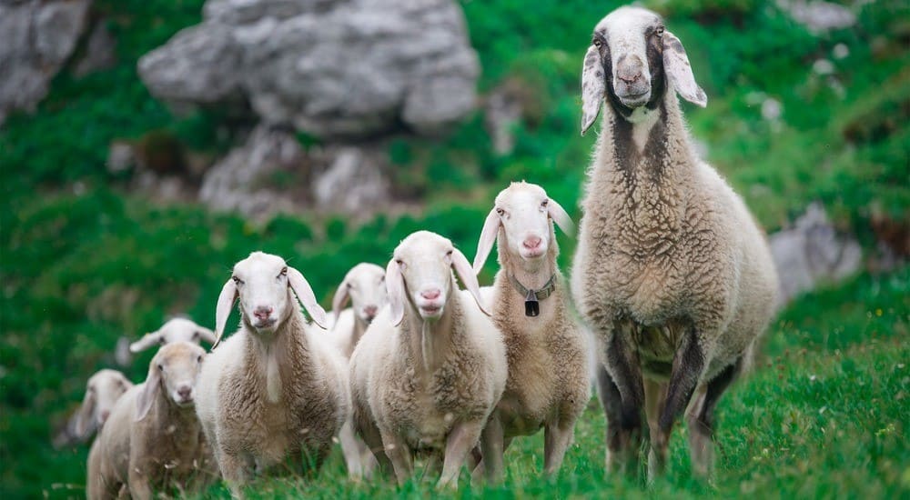 Sheep - The Iberians